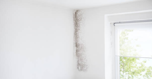 Professional Mold Removal in Sardis, MS